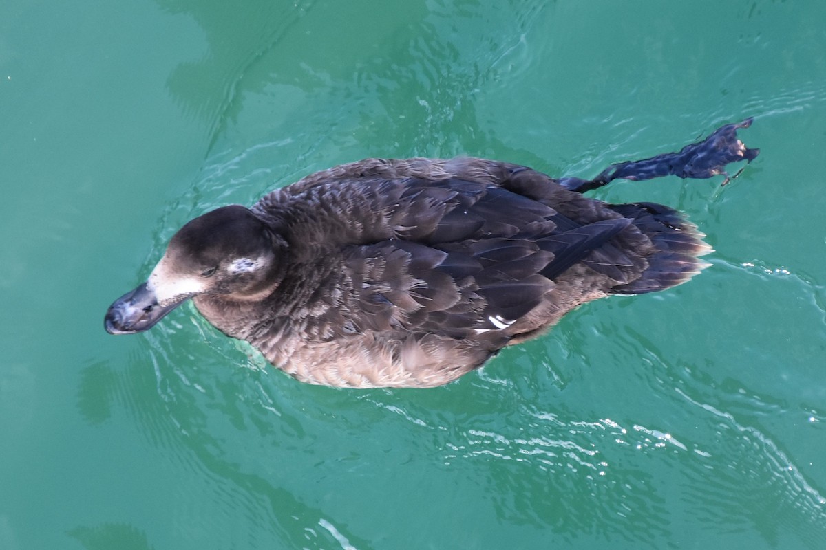 アメリカビロードキンクロ - ML647500469