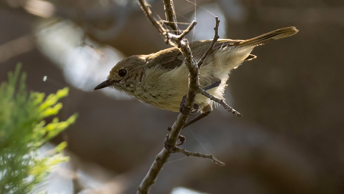 Brown Thornbill - ML647500470