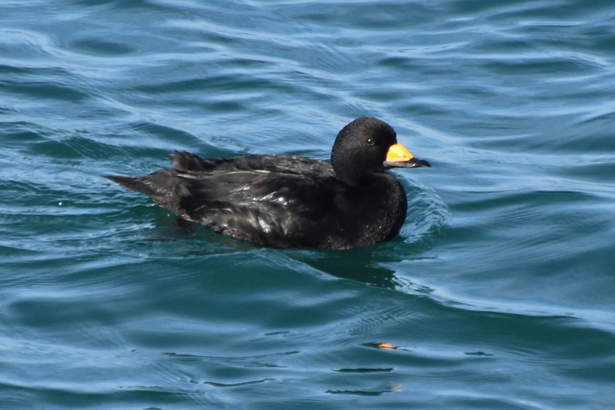 amerikasvartand - ML647500471