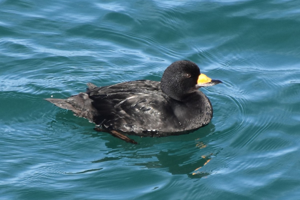 amerikasvartand - ML647500472