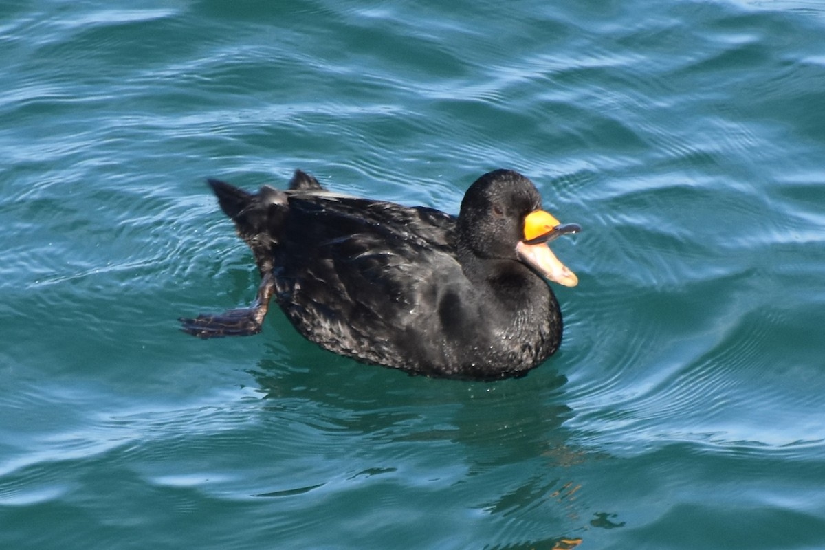 amerikasvartand - ML647500474