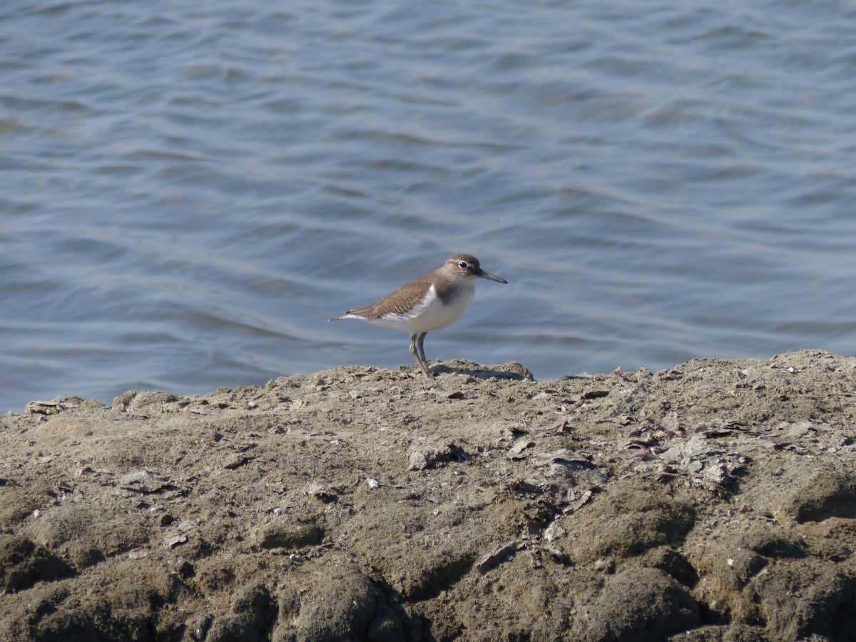 Common Sandpiper - ML647500476