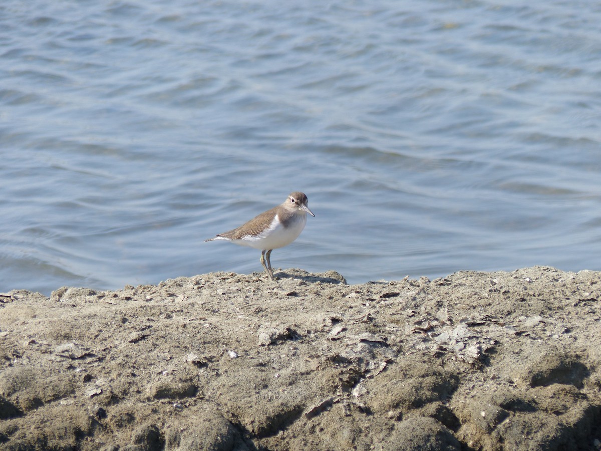 Common Sandpiper - ML647500494
