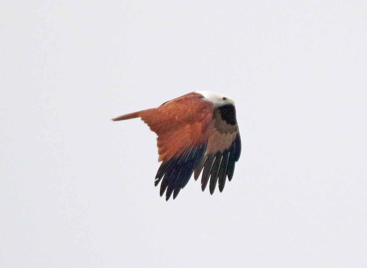 Brahminy Kite - ML647500495