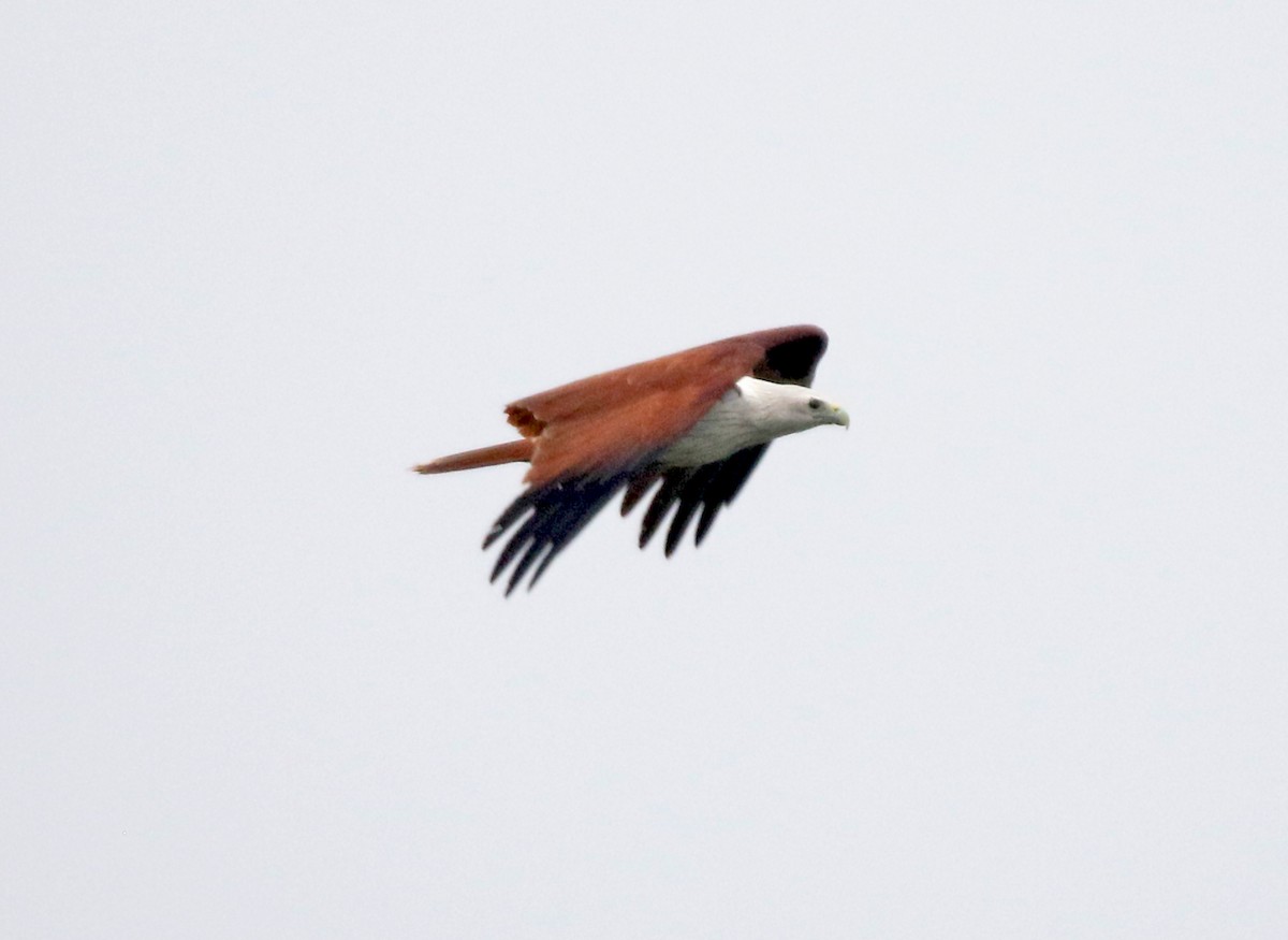Brahminy Kite - ML647500496