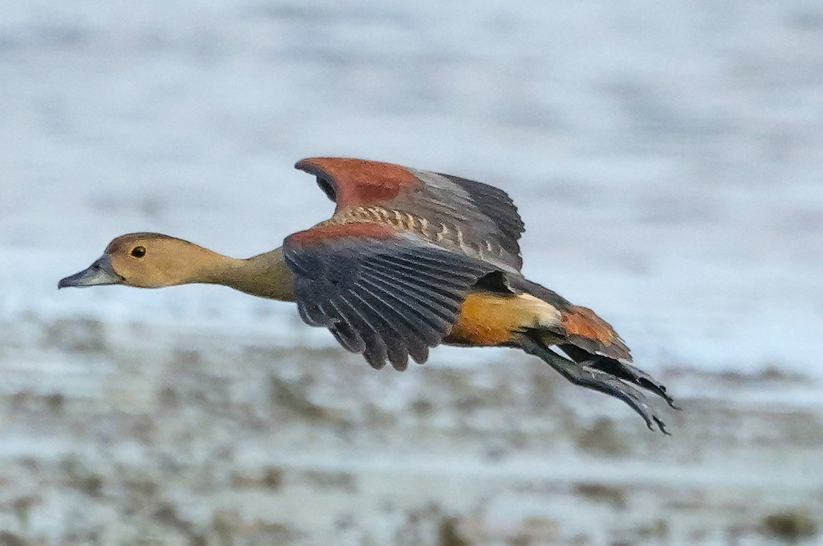 Lesser Whistling-Duck - ML647500503