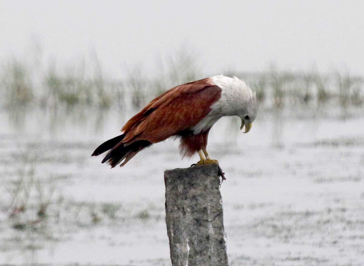 Brahminy Kite - ML647500504