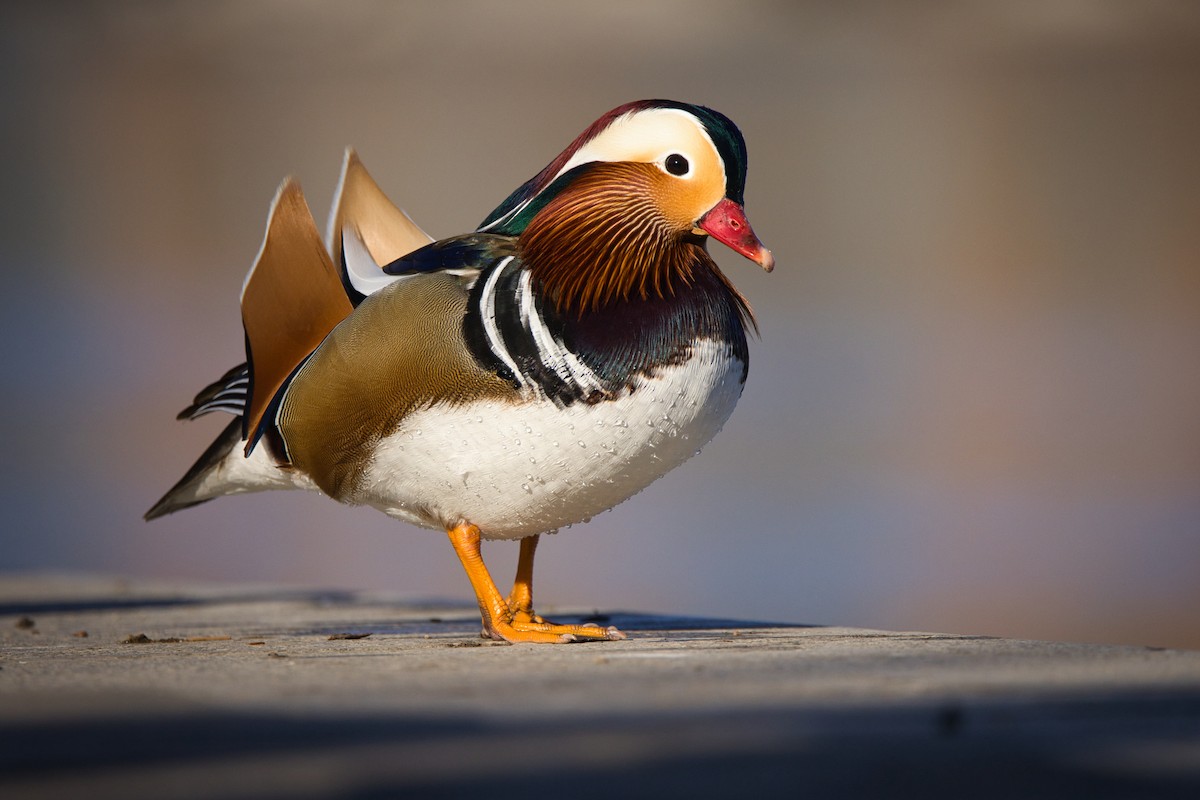 kachnička mandarínská - ML647500509