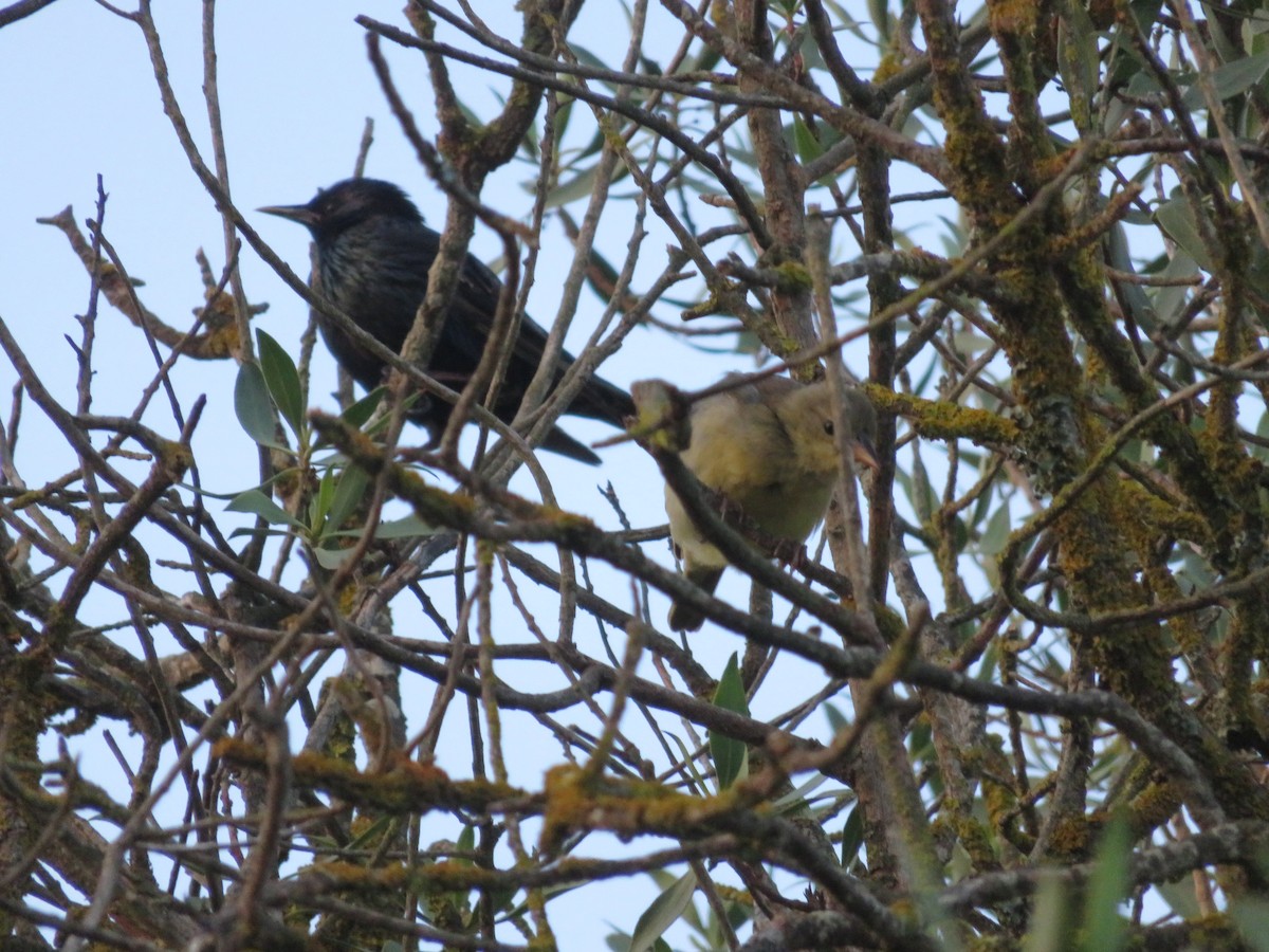 European Starling - ML647500514