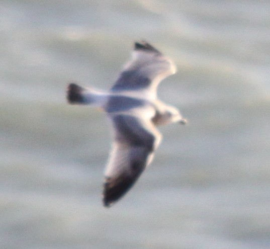 Kara Ayaklı Martı - ML647500531