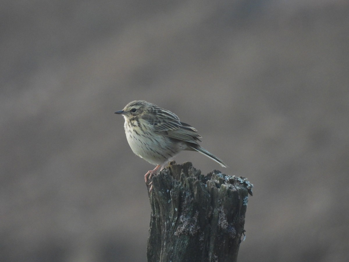 Nilgiri Pipit - ML647500536