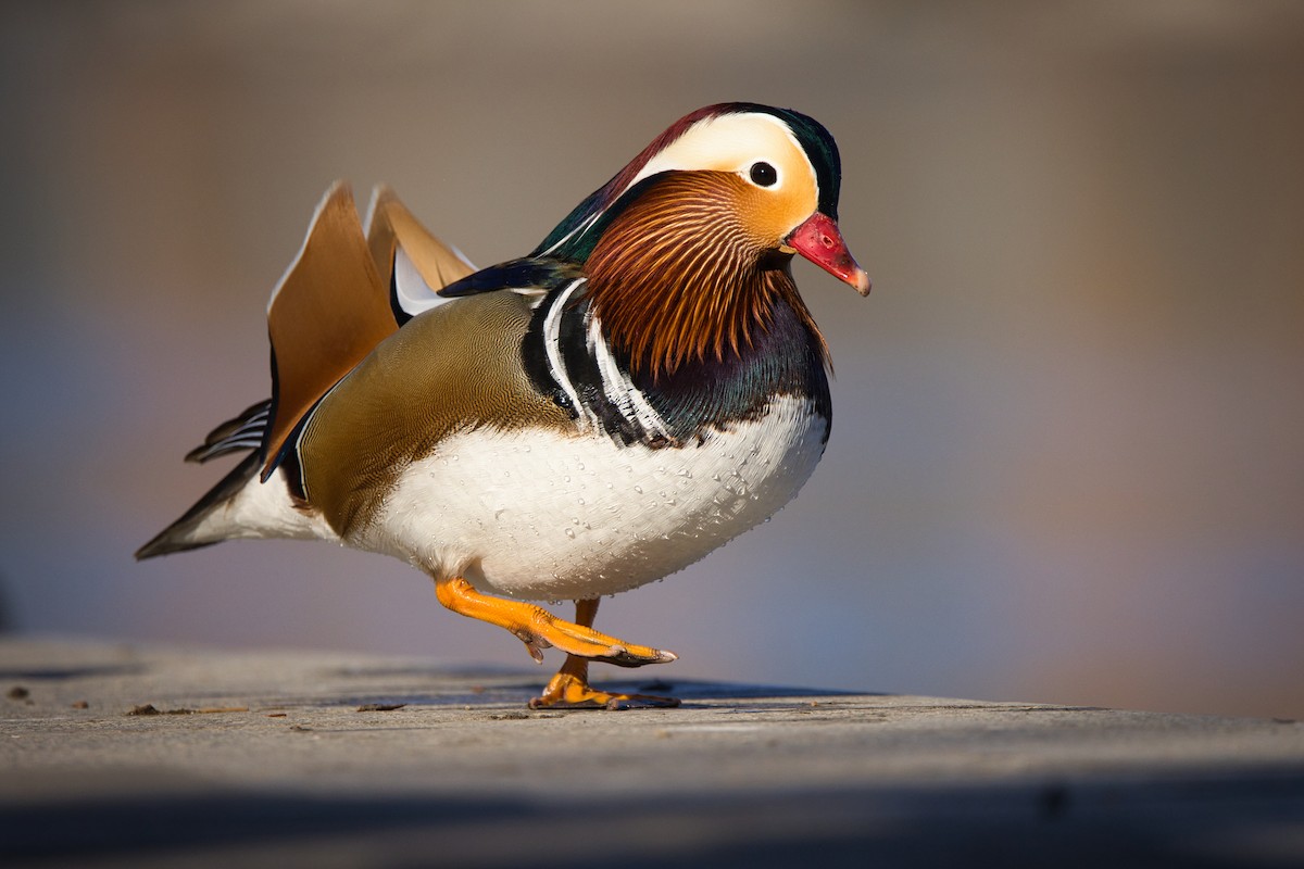 kachnička mandarínská - ML647500546