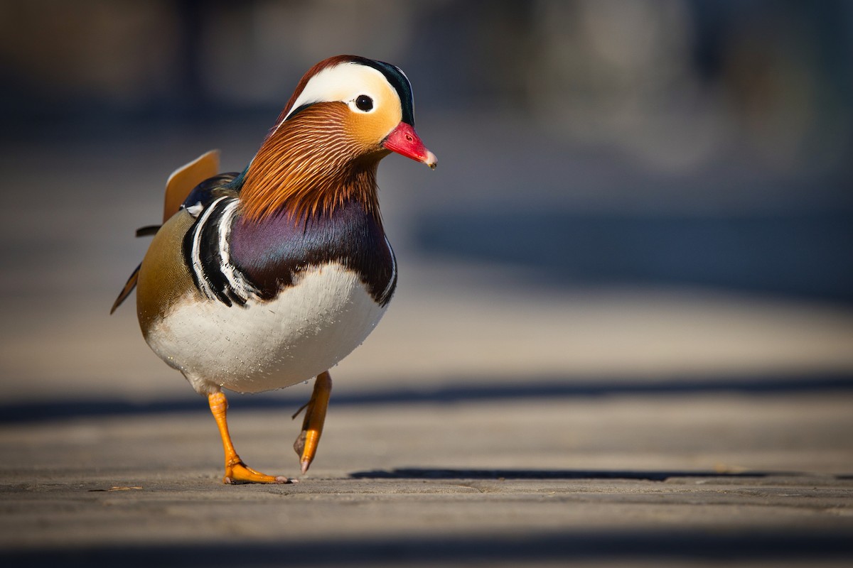 kachnička mandarínská - ML647500547