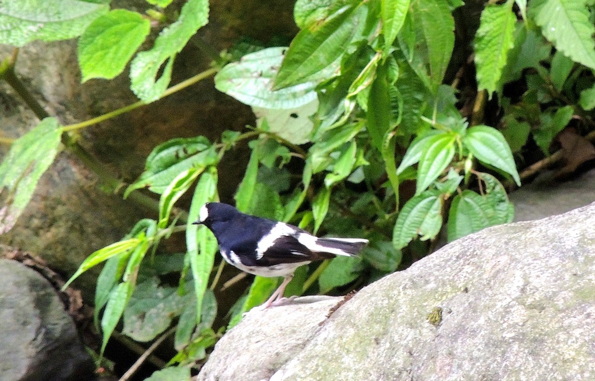 Little Forktail - ML647500552