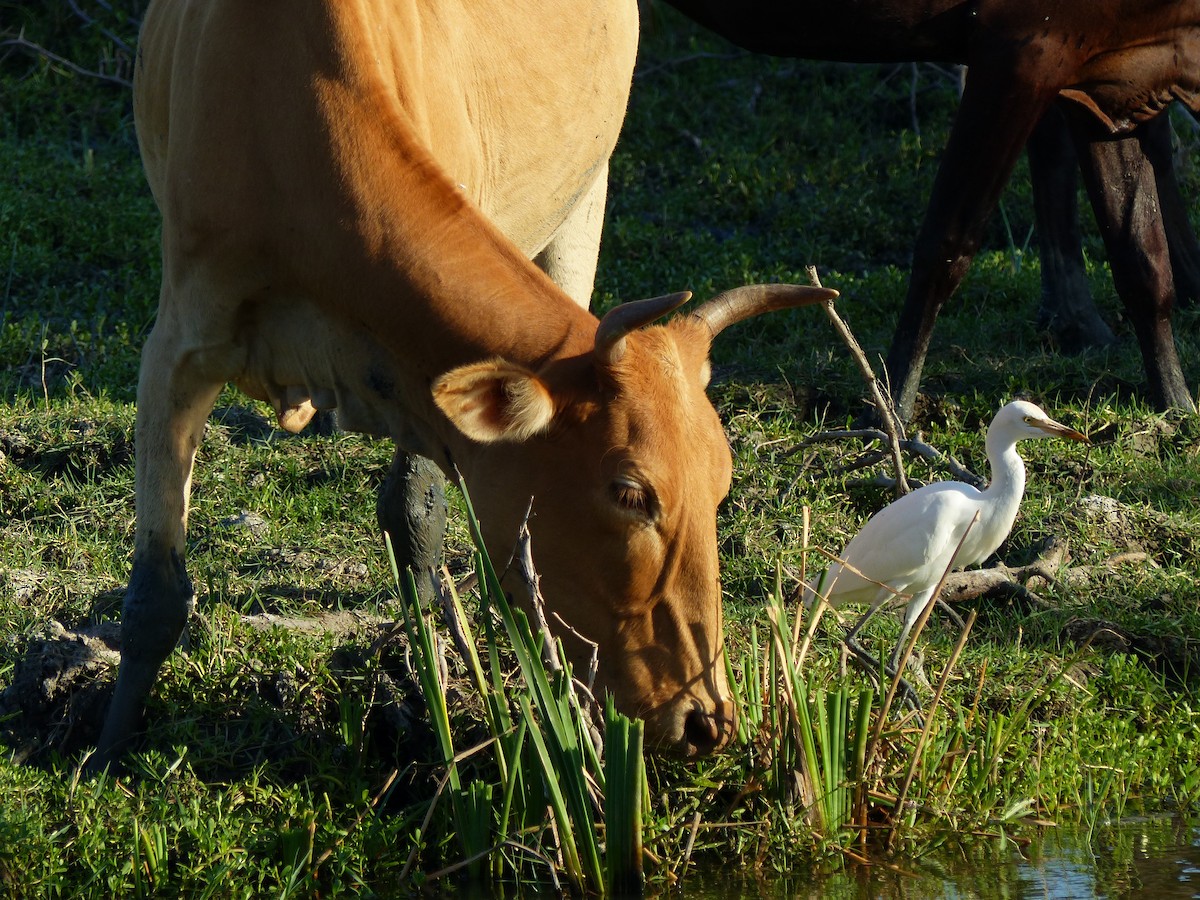 Eastern Cattle-Egret - ML647500557
