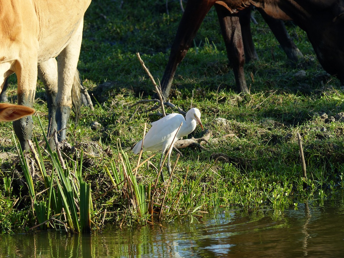 Eastern Cattle-Egret - ML647500559