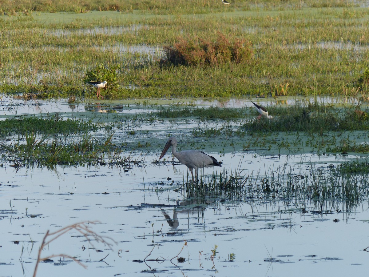 Asian Openbill - ML647500562