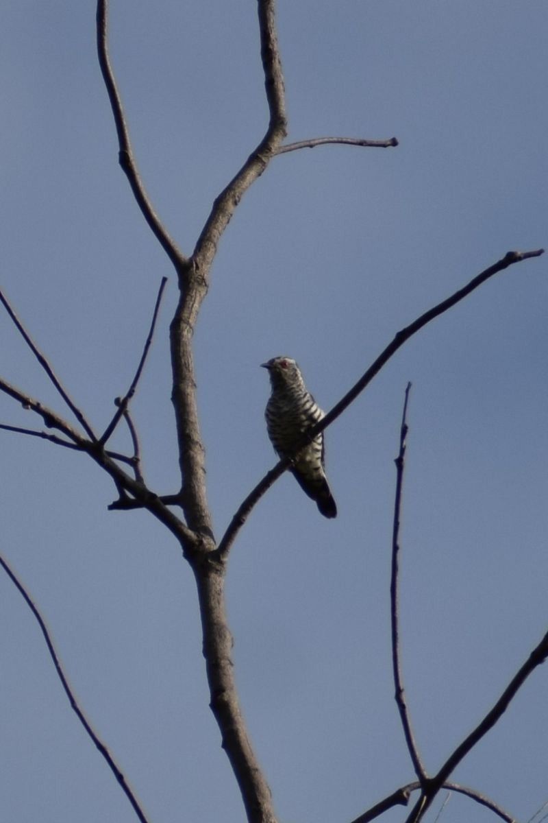 Little Bronze-Cuckoo - ML647500569