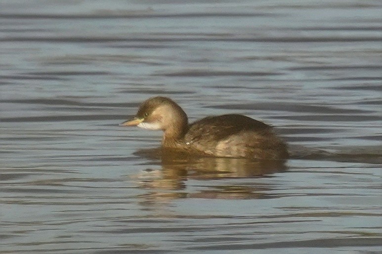 Little Grebe - ML647500570