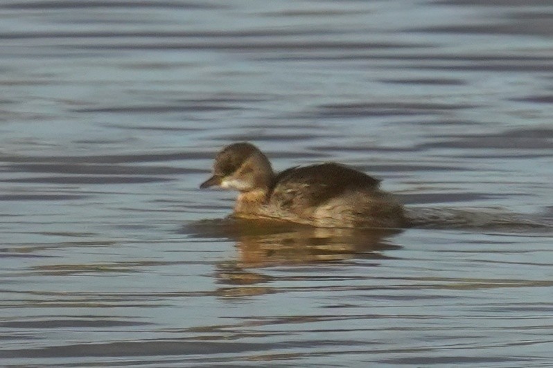 Little Grebe - ML647500571