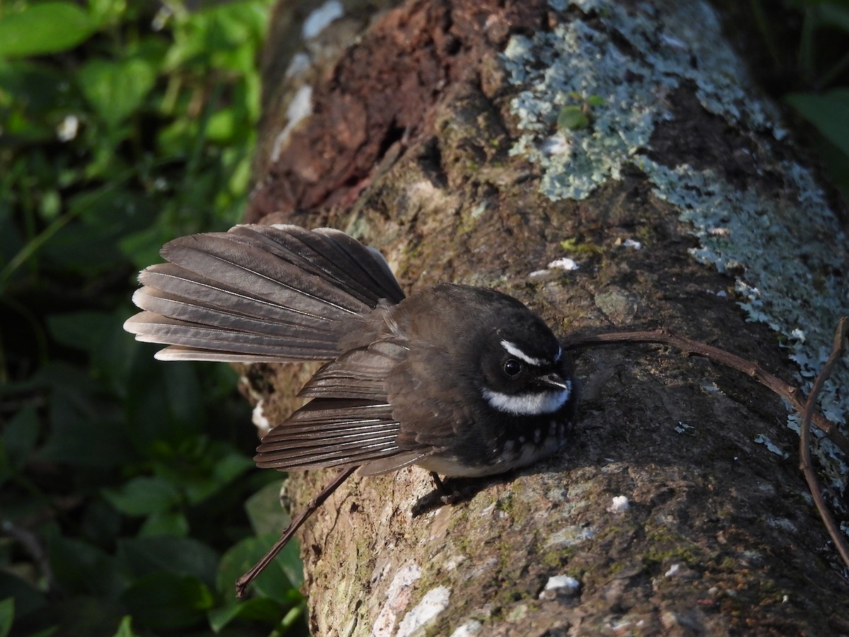 Spot-breasted Fantail - ML647500573