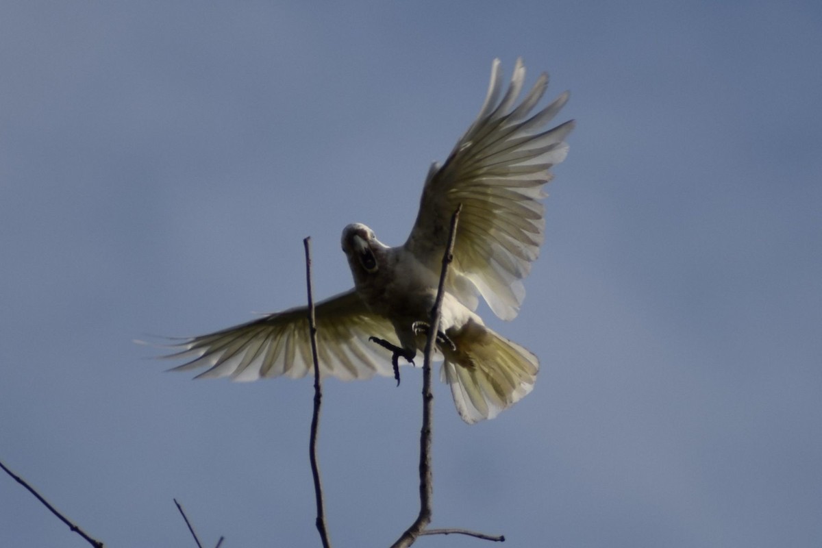 Tanimbar Corella - ML647500574