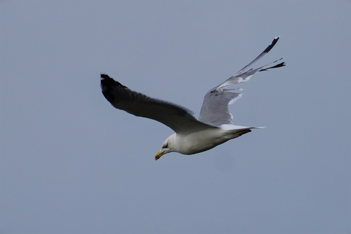 Yellow-legged Gull - ML647500575