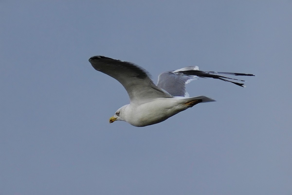 Yellow-legged Gull - ML647500576