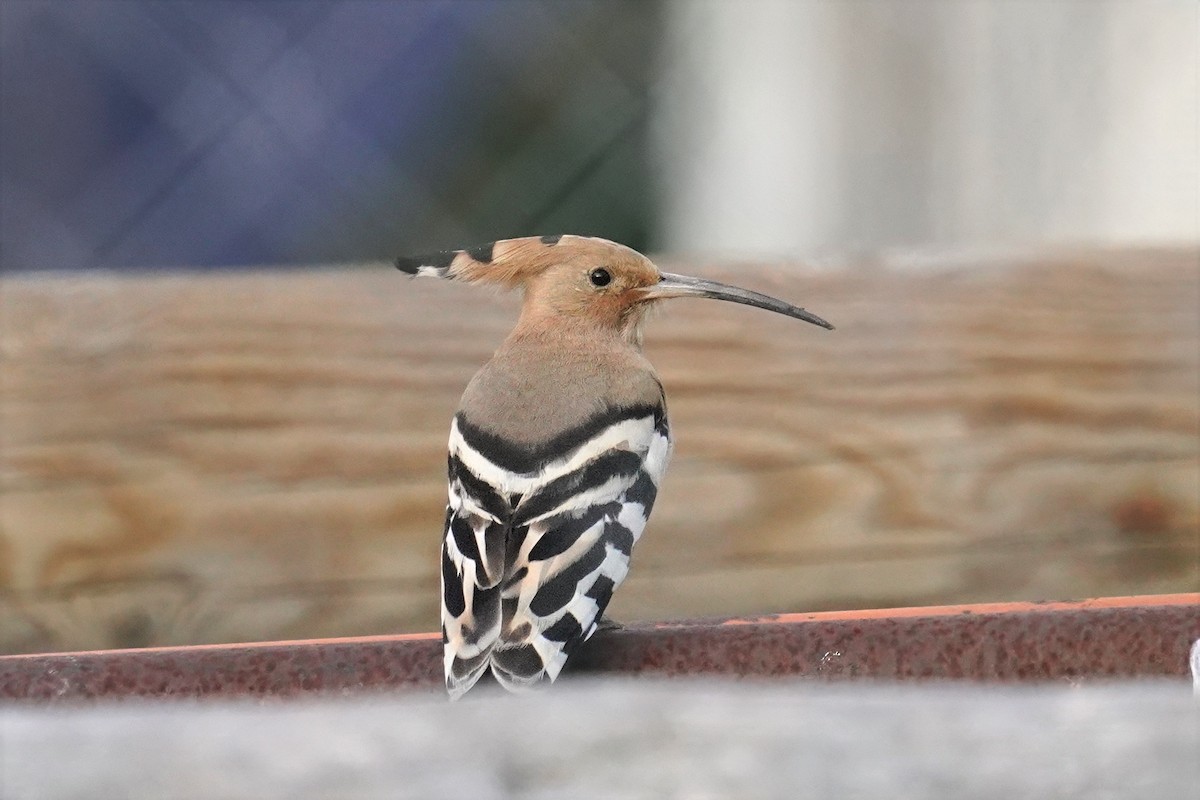 Common Hoopoe - ML647500579