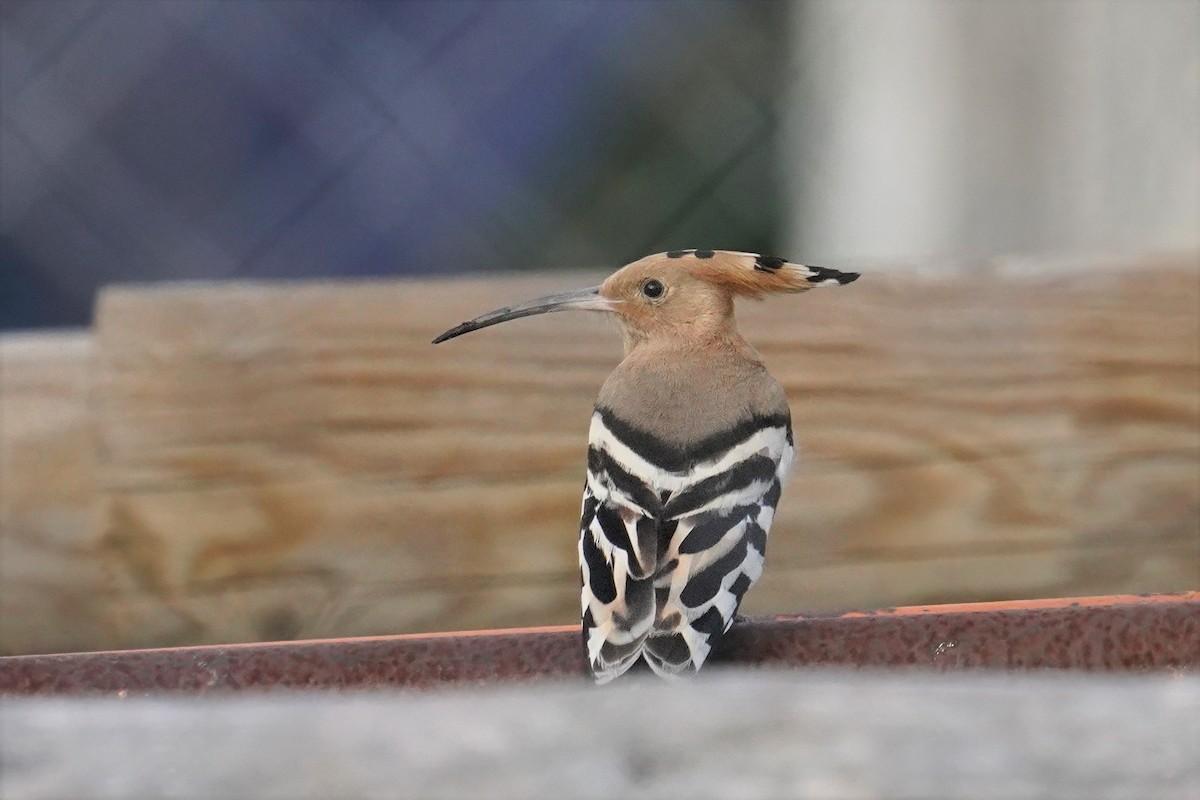 Common Hoopoe - ML647500580