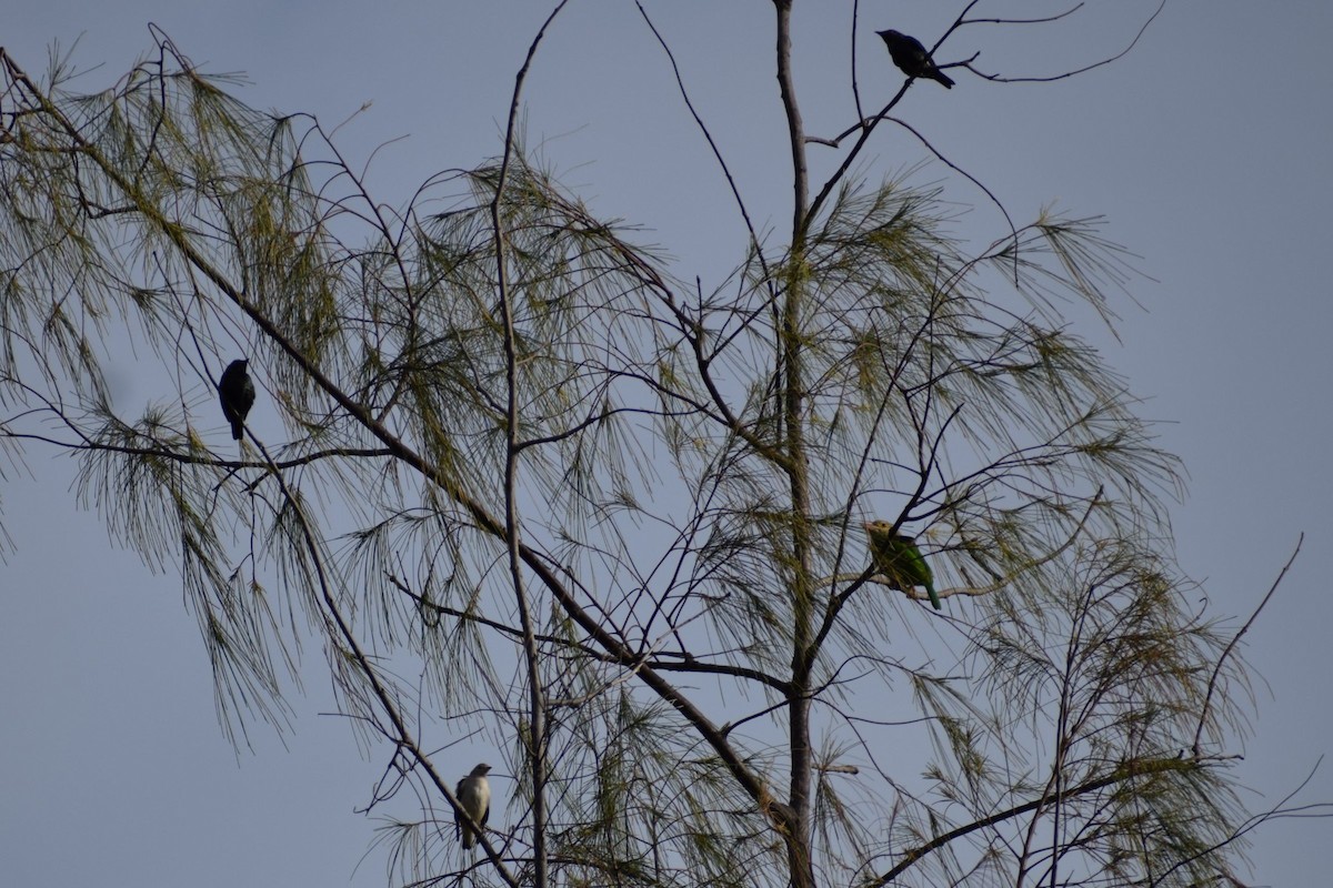 Daurian Starling - ML647500581