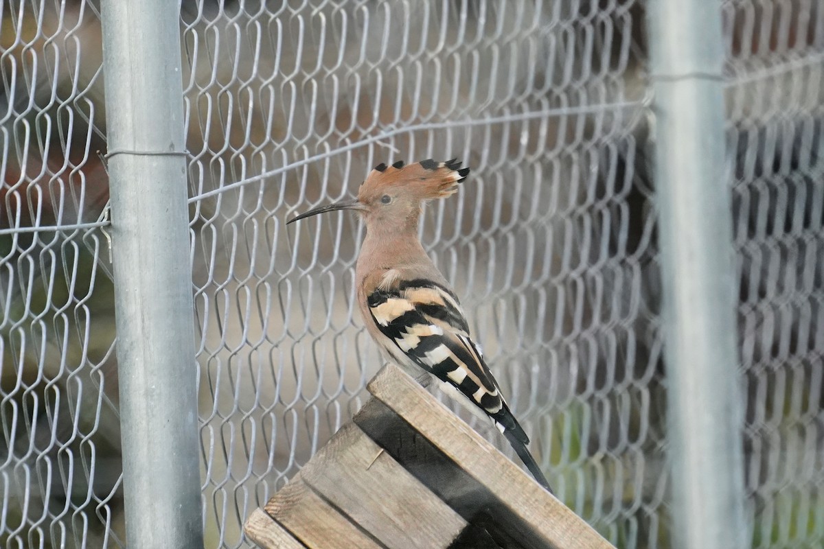 Common Hoopoe - ML647500582