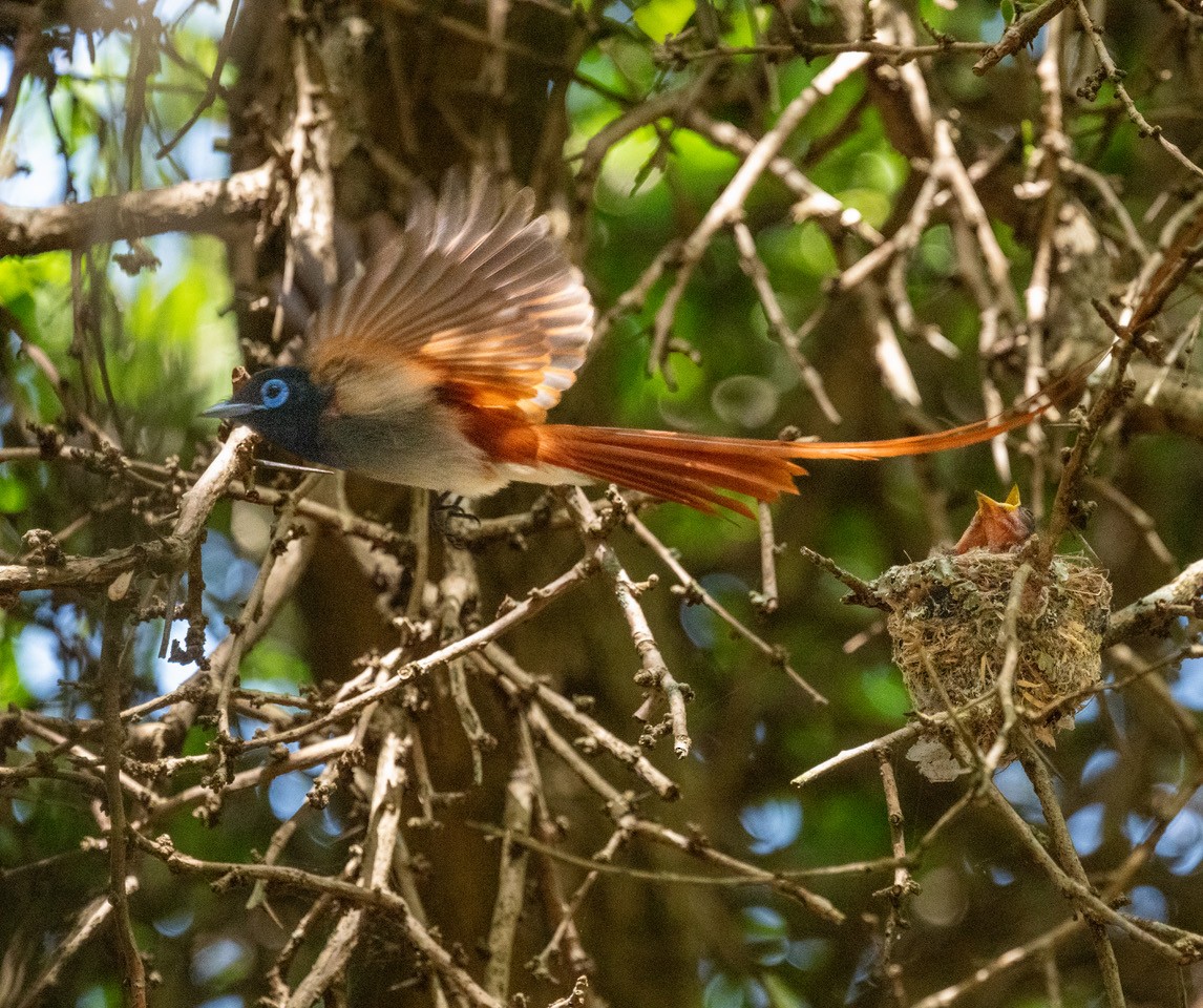African Paradise-Flycatcher - ML647500586