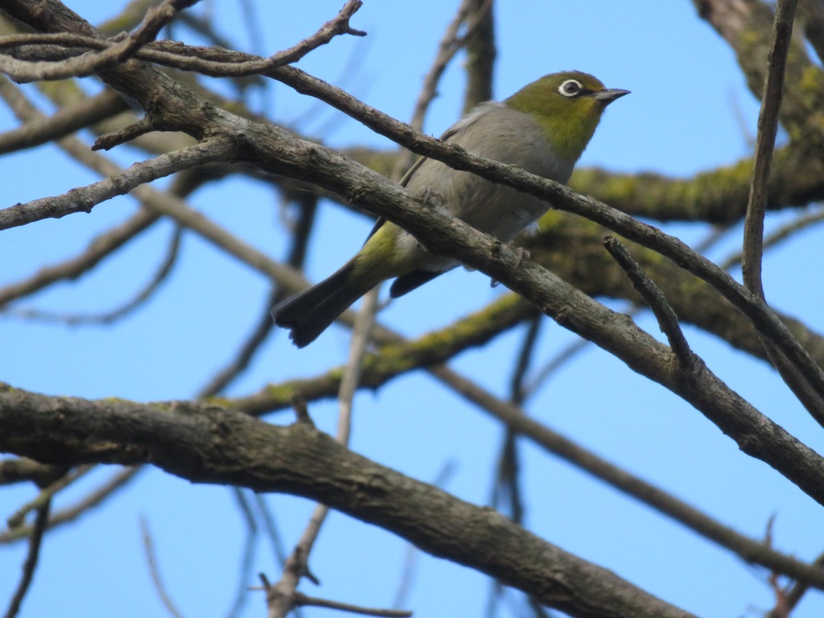 Cape White-eye - ML647500587