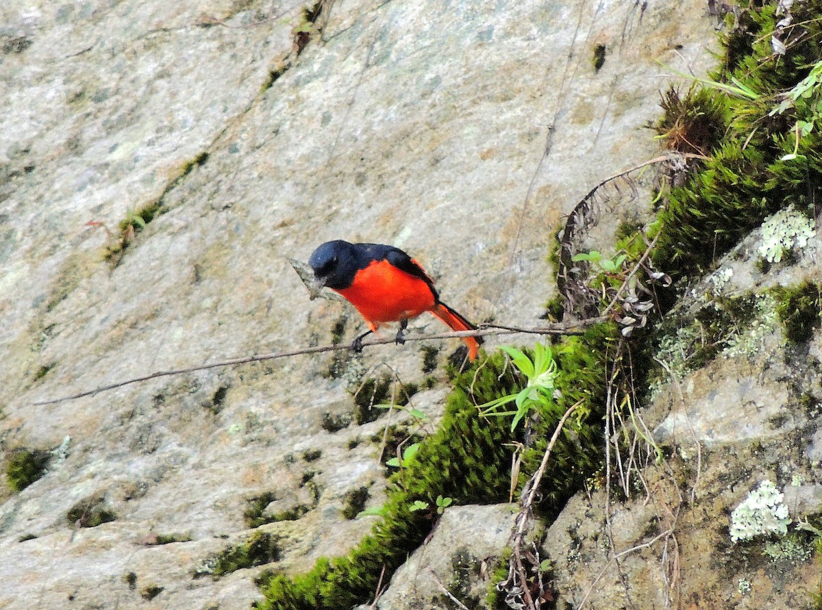 Long-tailed Minivet - ML647500588