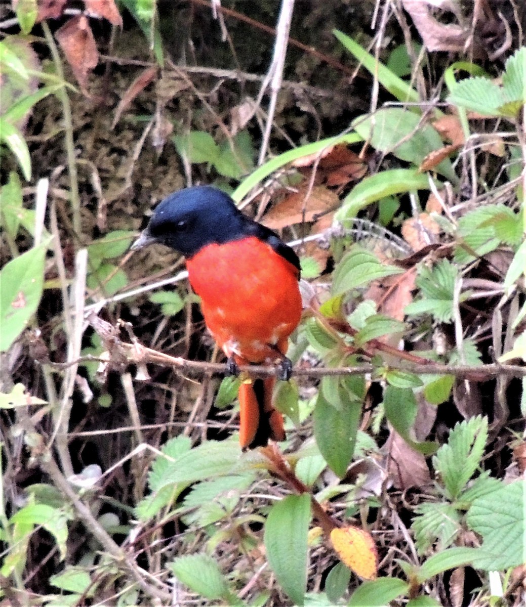Long-tailed Minivet - ML647500589