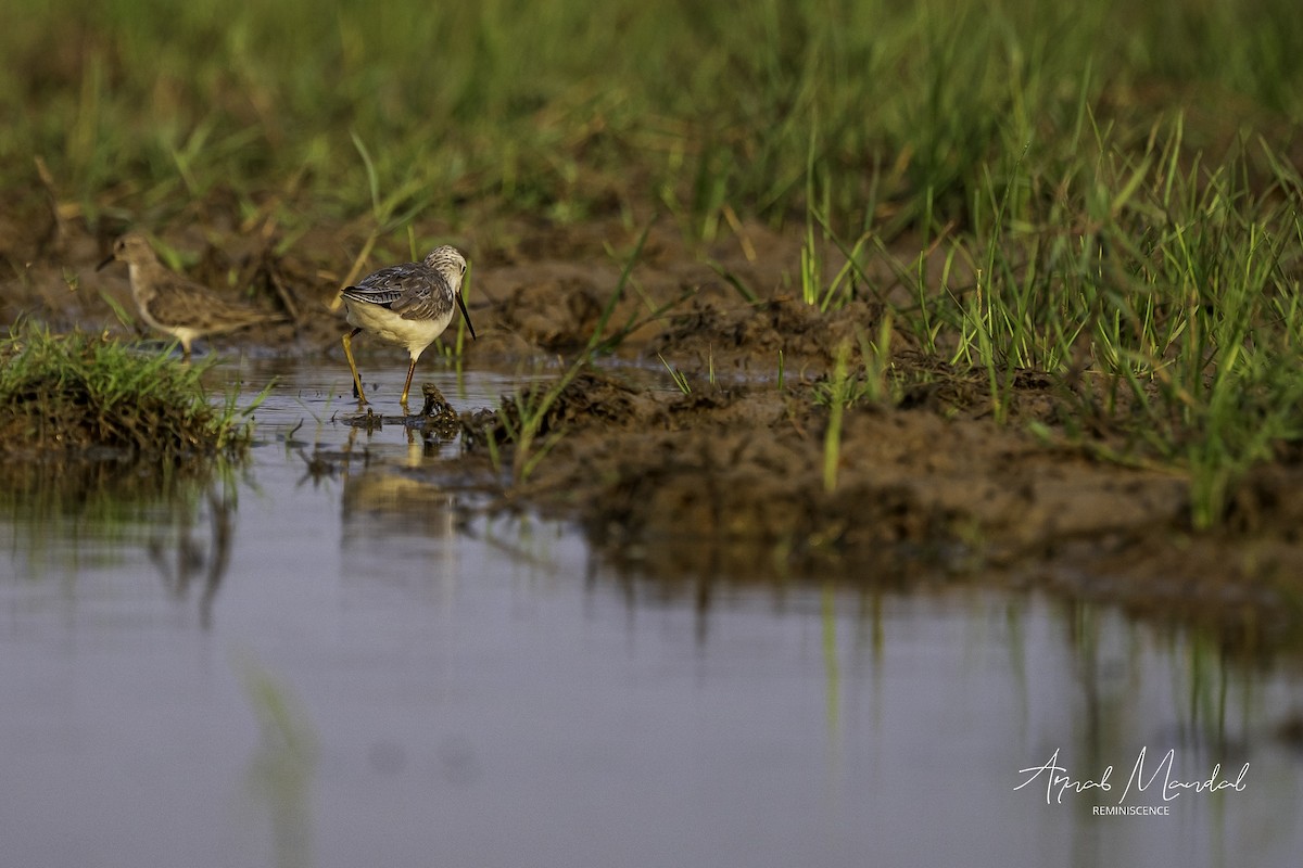 Marsh Sandpiper - ML647500591