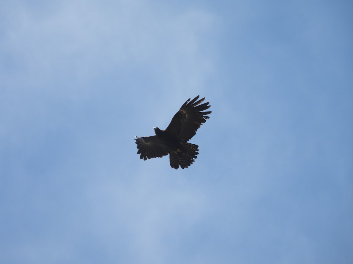 Black Eagle - ML647500593