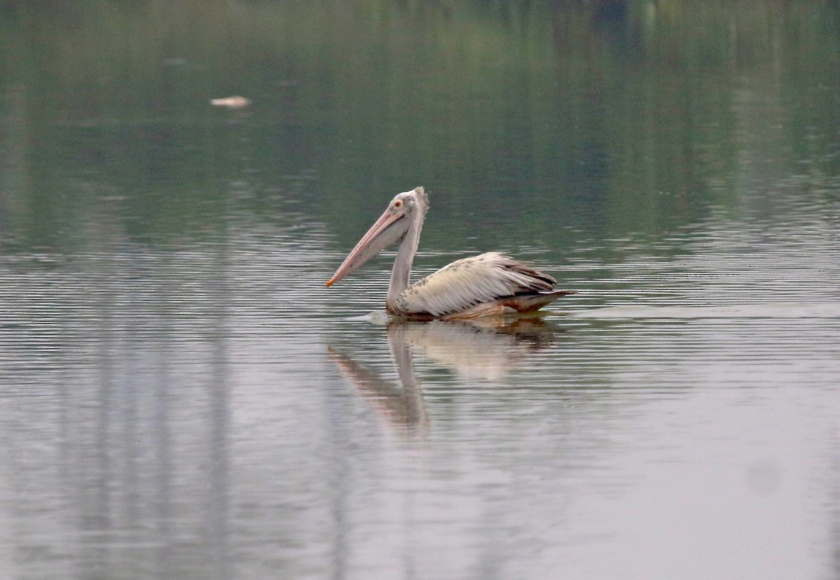 Spot-billed Pelican - ML647500596