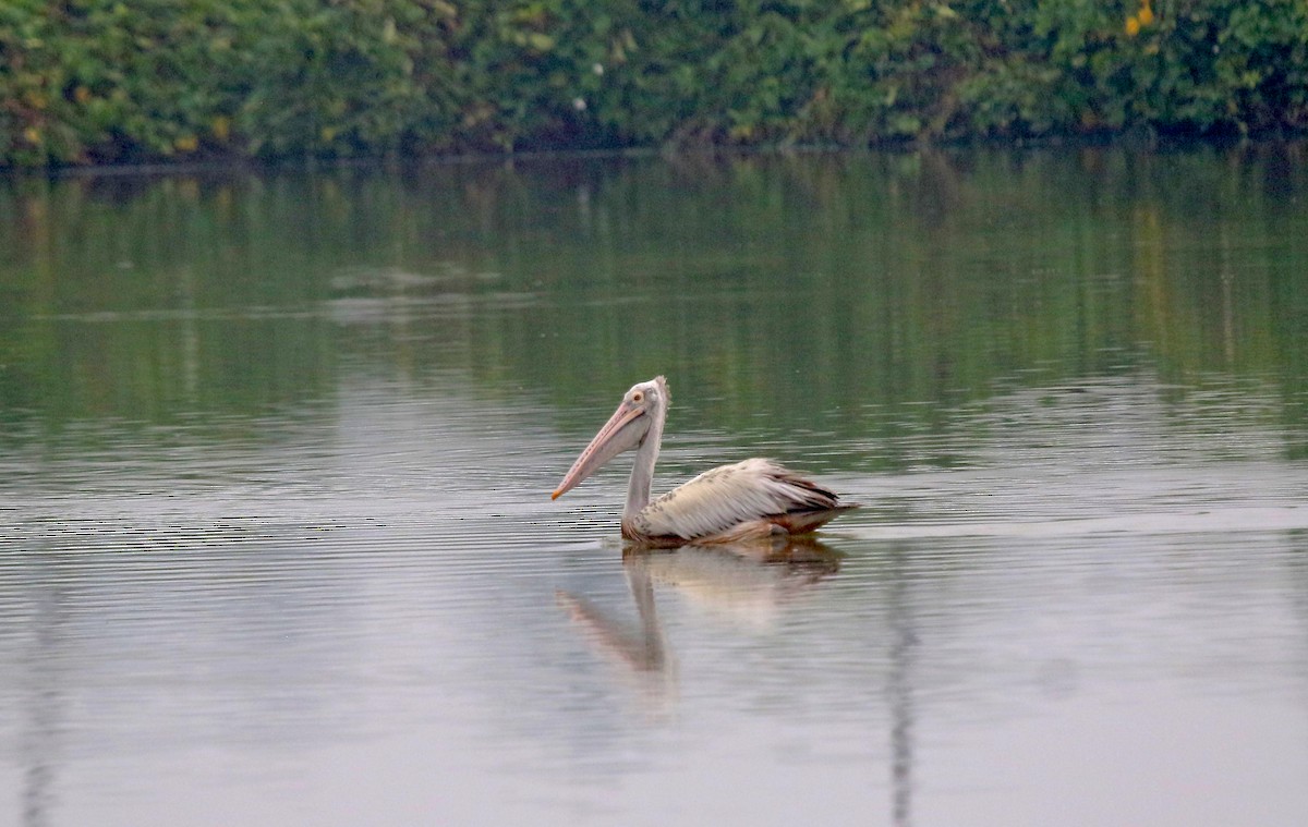 Spot-billed Pelican - ML647500598