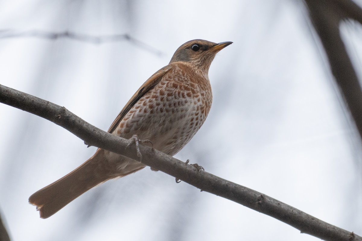 Naumann's Thrush - ML647500619