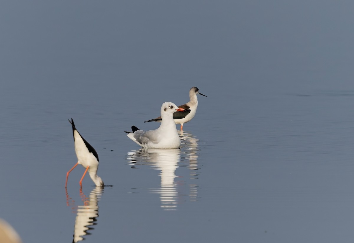Gaviota Centroasiática - ML647500623