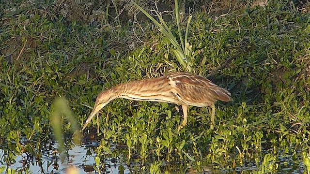 Yellow Bittern - ML647500624