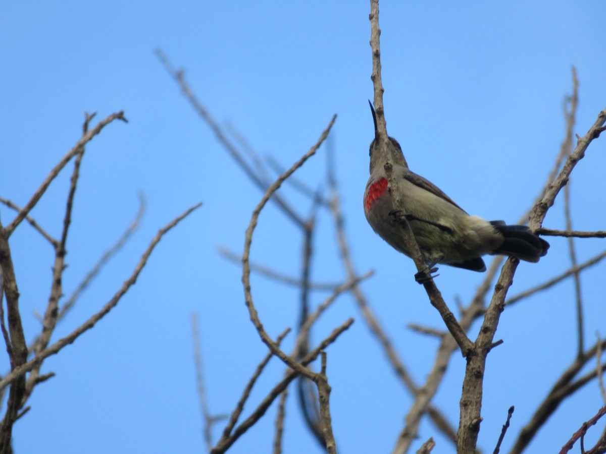 Southern Double-collared Sunbird - ML647500631