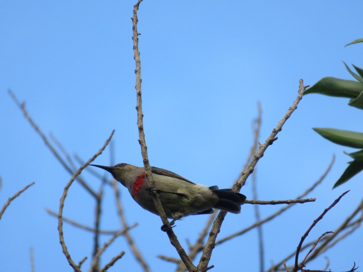 Southern Double-collared Sunbird - ML647500634