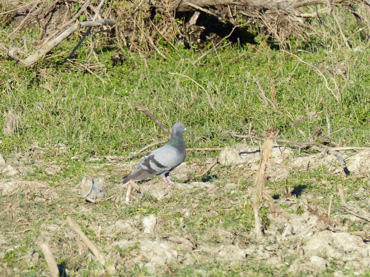 Kaya Güvercini (evcil tip) - ML647500647