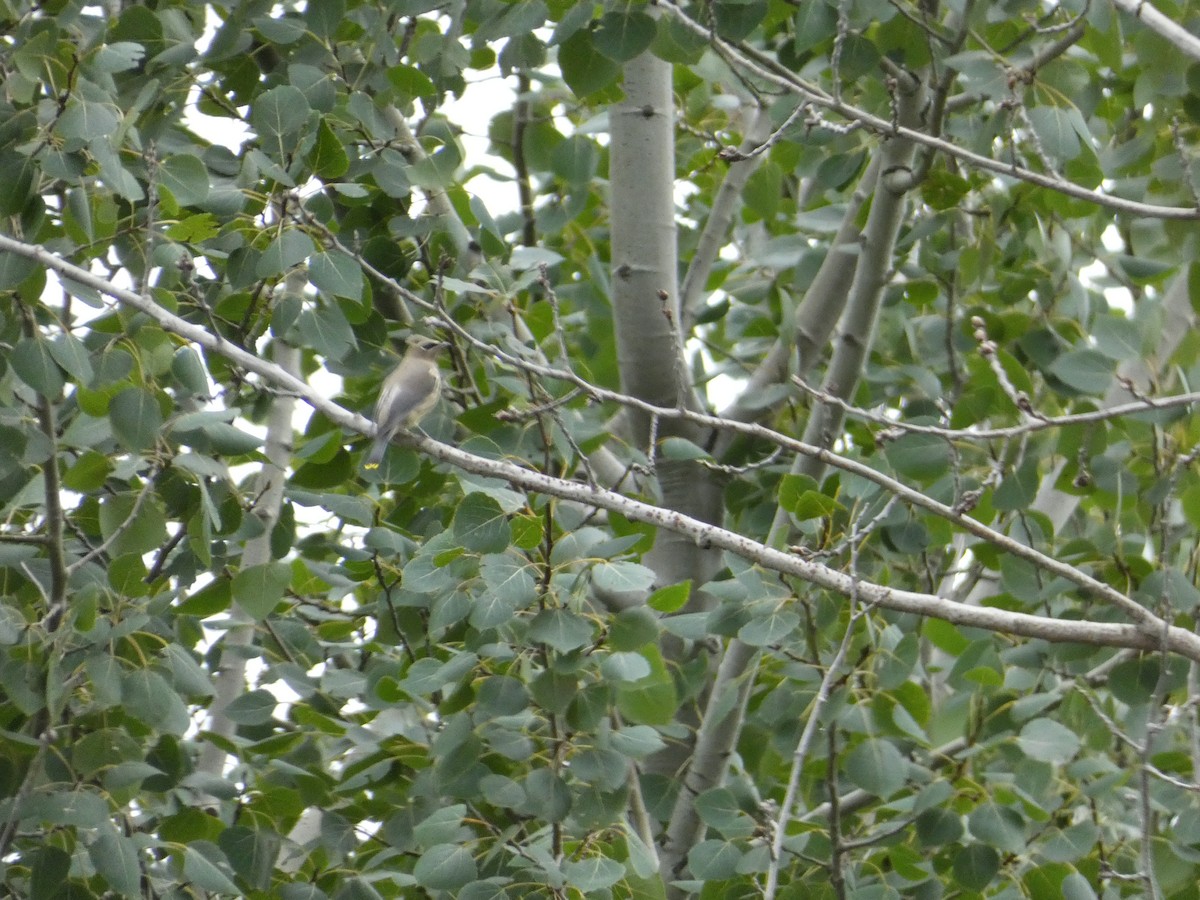 Sedir İpekkuyruğu - ML647500658