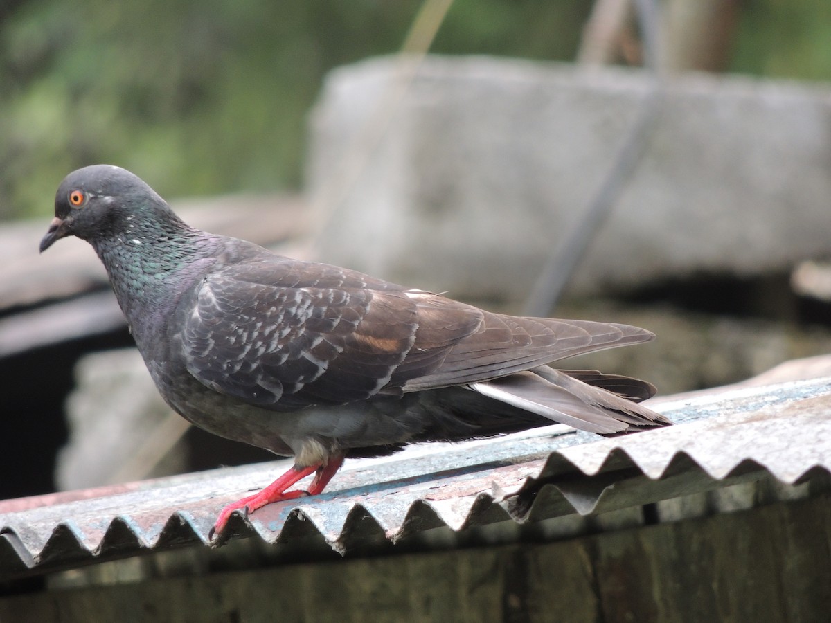 Kaya Güvercini - ML647500659