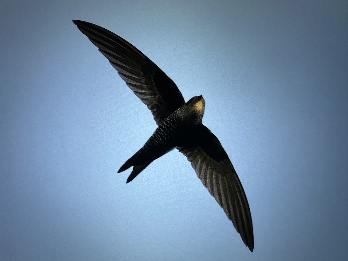 Pacific Swift - ML647500660