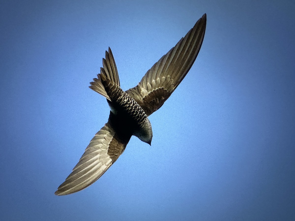 Pacific Swift - ML647500661